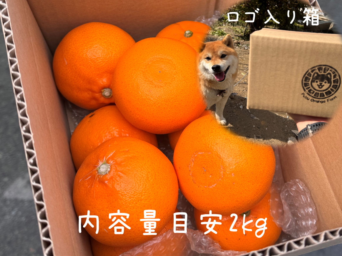 広がる香りに、ただ酔いしれる】完熟ハウスせとか《秀品》｜愛媛