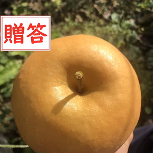 【贈答用】食べ応え抜群！梨の王様「新高梨」