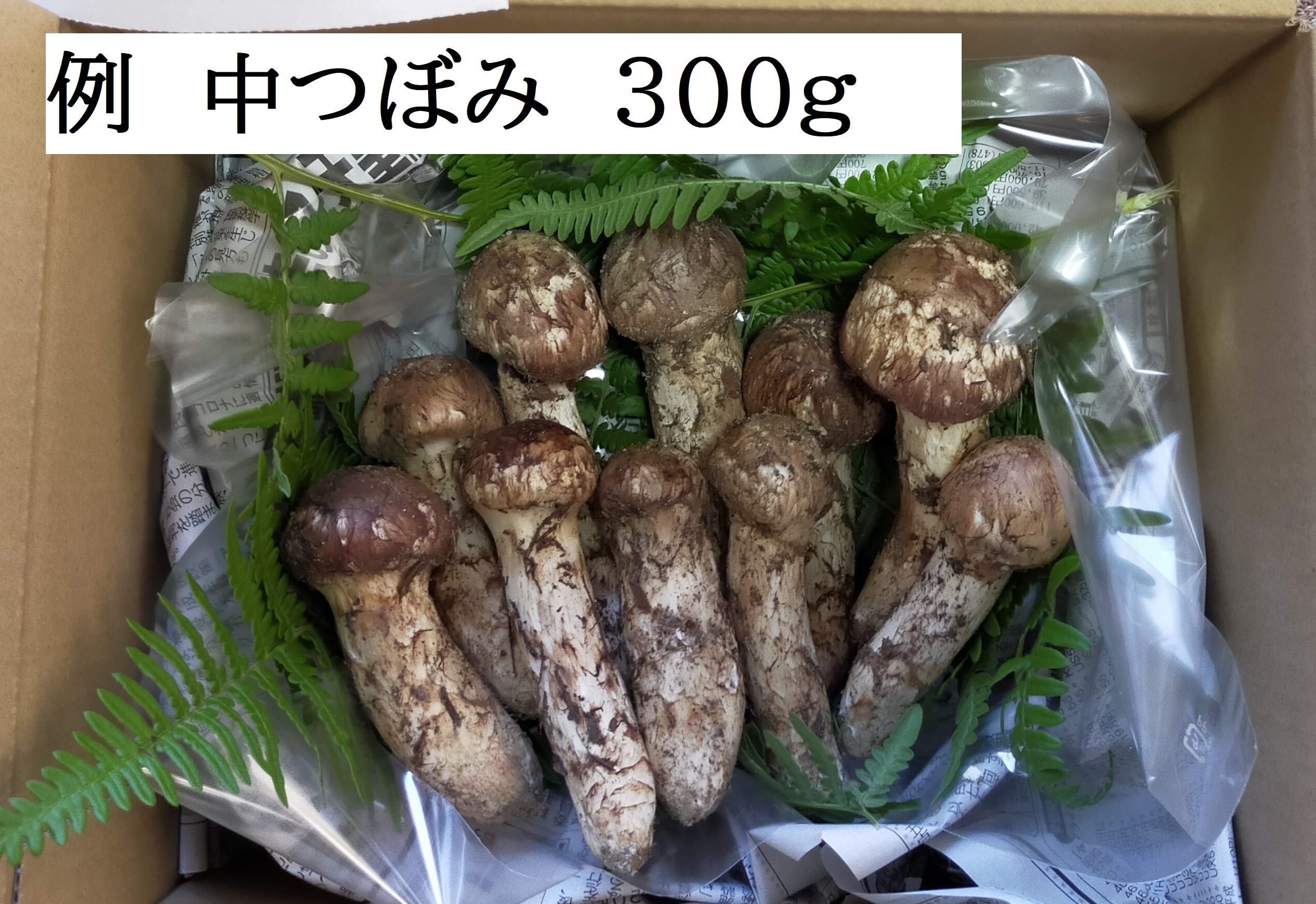 国産松茸⑥＋おまけ - 野菜