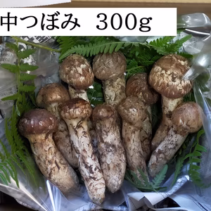 採れたて！長野県松茸　(中つぼみ)