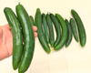【夏のおススメ野菜】甘く瑞々しいきゅうり　農薬不使用（無農薬）栽培