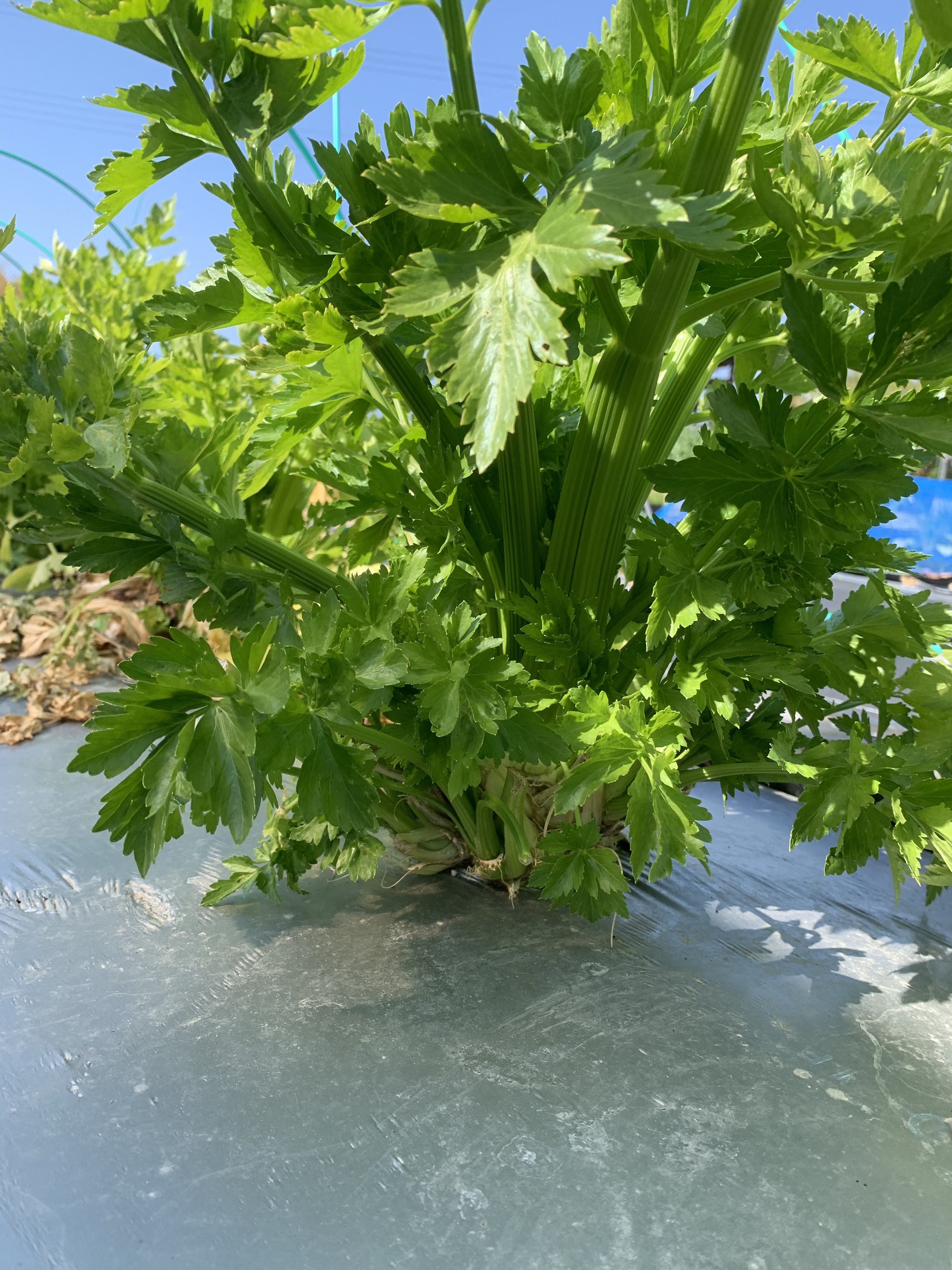 淡路島からのセロリ❗️数量限定 その他旬の野菜入り セロリセット