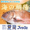 こもこもShop品質【愛媛県産】『海の鯛陽(養殖マダイ大サイズ)』神経〆付