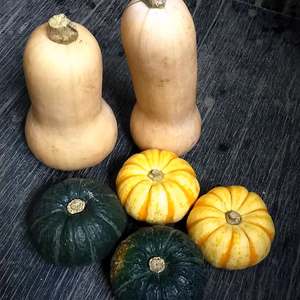 ★北海道産★化学農薬不使用カボチャ：バターナッツ・プッチーニ・坊ちゃんのセット