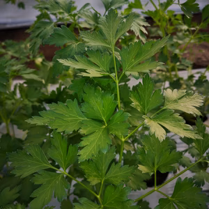 イタリアンパセリ（南房総市産）30〜60cm