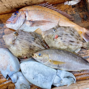 鮮魚　とれピチ一番セット⭐︎