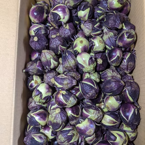 薄皮丸ナス漬物用