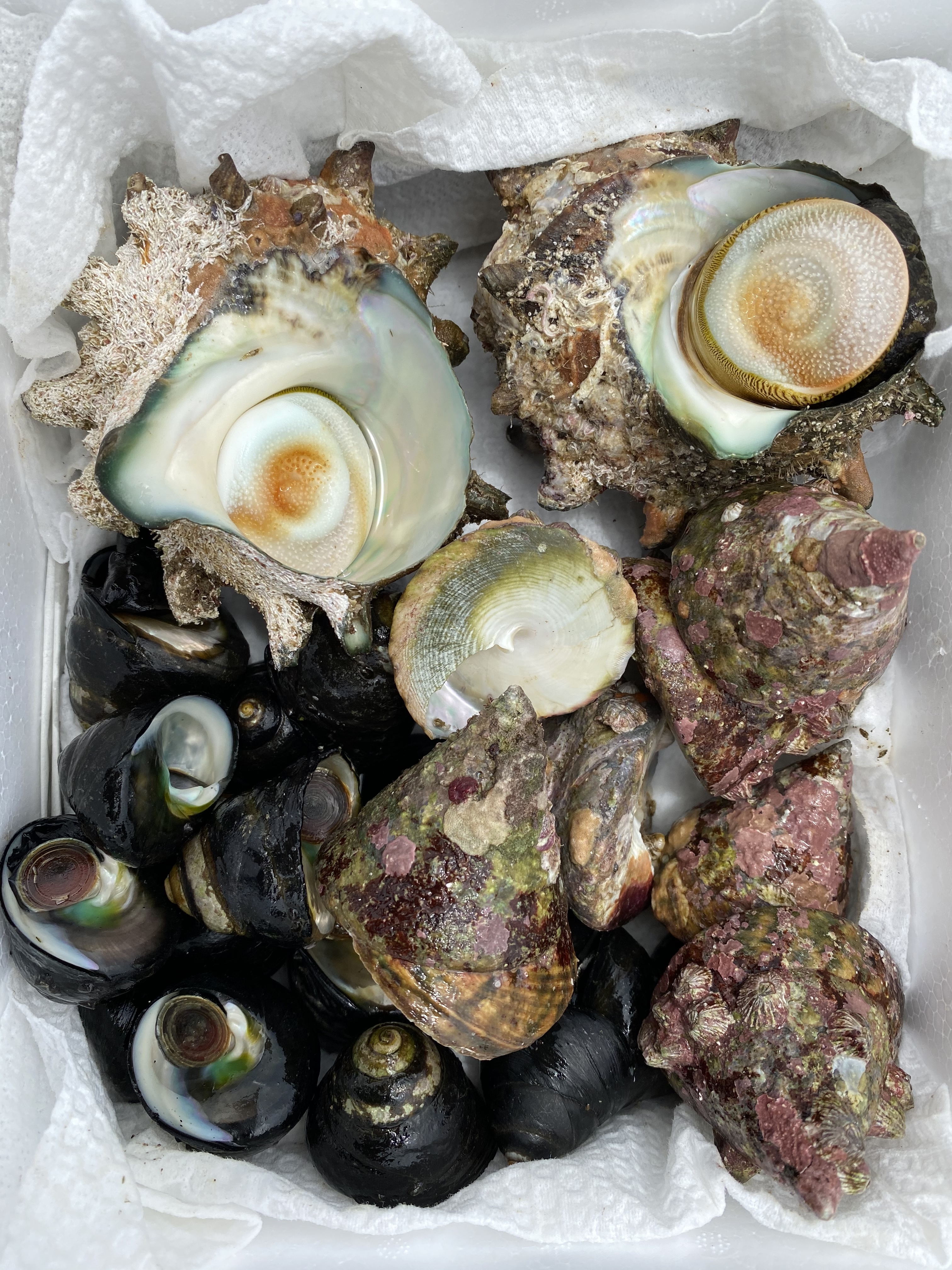五島列島産 巻貝3種食べ比べセット 天然活サザエとミナ2種 農家漁師から産地直送の通販 ポケットマルシェ