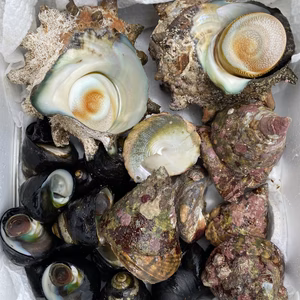 ★五島列島産★巻貝3種食べ比べセット！天然活サザエとミナ2種