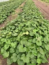 期間限定‼️25%増量中【北海道産】農薬化学肥料不使用‼️紅はるか　サツマイモ