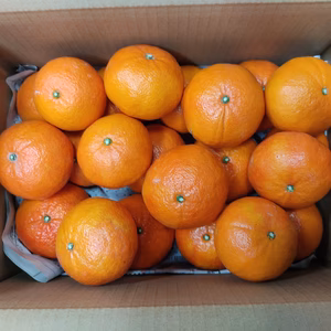 残りわずか希少品種  紅ばえ　家庭用Ａ・Ｂミックス　　２・３・4Ｋ