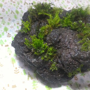 【溶岩】【苔盆栽】【直径約13cm×約13cm 高さ約8cm】【内容量１ヶ】