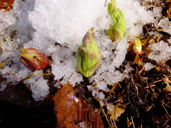 雪国春一番の「ふきのとう」と「おまかせ山菜１種類」