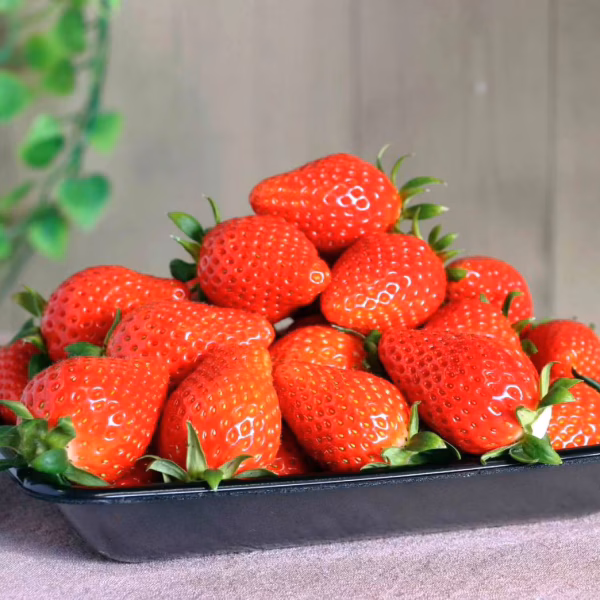 【定期便】【お得パック】やよいひめ どこにも無い味の濃さを皆様の元へ 500ｇ～