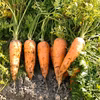【農薬、化学肥料不使用】生もオススメ！ほりたて人参（固定種、自家採種） 2kg