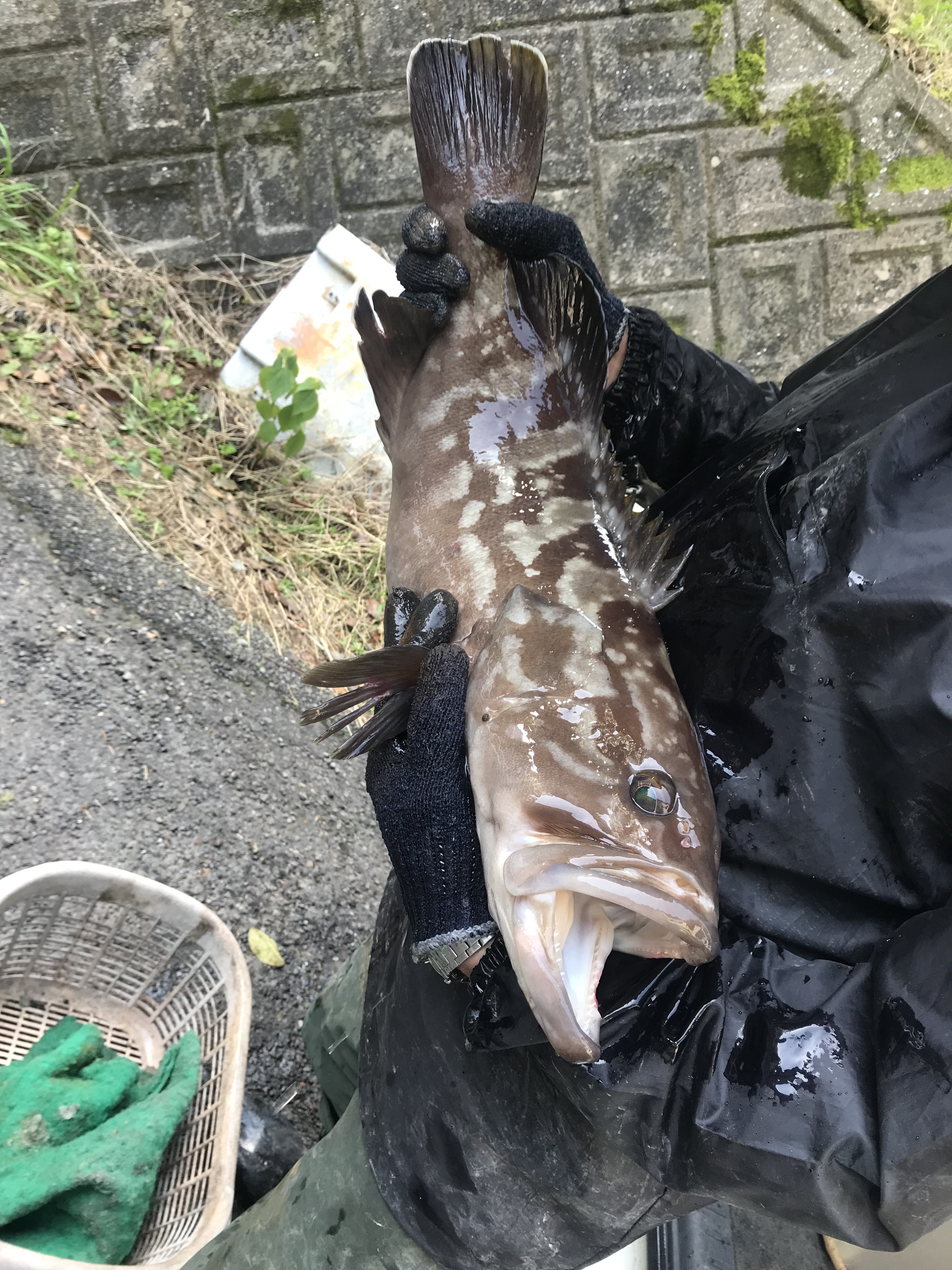 長崎県産(森のクエ)☆幻のクエ(アラ)活〆☆3kg|クエの商品 長崎県産(森のクエ)☆幻のクエ(アラ)活〆☆3kg|クエの商品