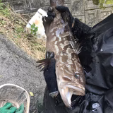 高國嘉孝 | 森のクエ