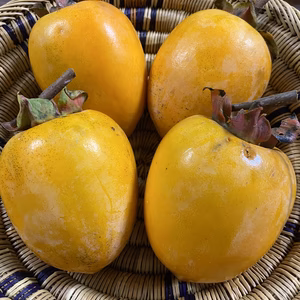 干し柿用 愛宕柿 ※送料無料※橋本市ふるさと便