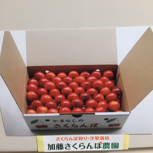品種おまかせ！6月下旬から発送。甘くて美味しい山梨産さくらんぼ！