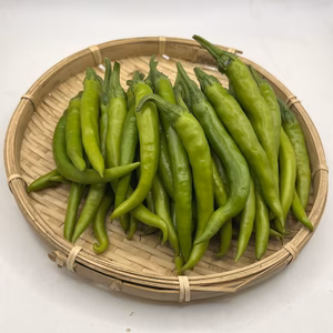 げきからとうがらし(青唐辛子)1.5kg