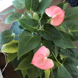 ディスティニー