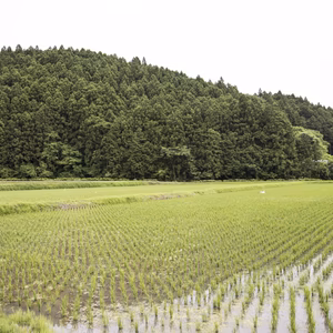 【令和3年産新米】【石巻産】『香米』～みやかおり1㎏～