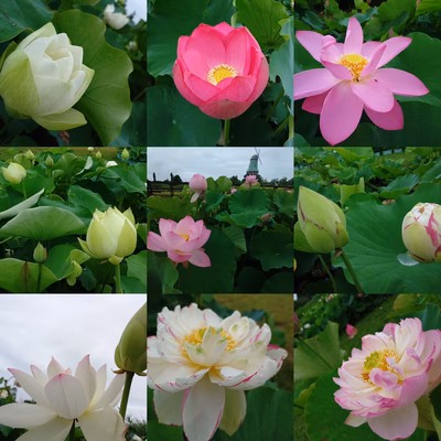 みんなの投稿の画像