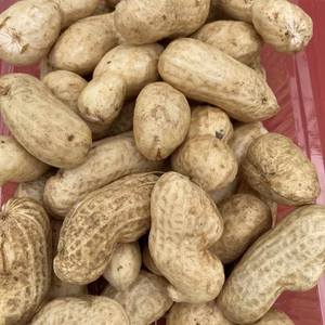 『おおまさり』生の落花生（茹で落花生）【農薬、化学肥料なし】