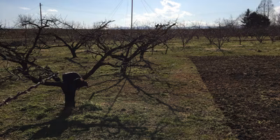 果樹農家の冬仕事