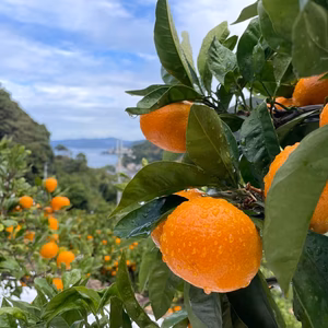味良し!!完熟ゆら早生みかん(発祥の地の意地で作った本場の味)期間限定数量限定