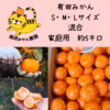 愛情たっぷりで育った有田みかん★温州みかん　家庭用　S・M・Lサイズ　約5キロ