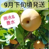 【贅沢食べ比べ】甘汁たっぷり完熟梨！南水&豊水♪