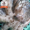旨いマダコ　中サイズで1ｋｇ（1杯）～真蛸 宮城県産 活〆発送です。