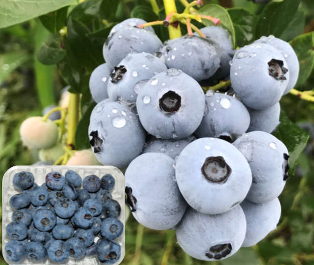 果物の産直通販・お取り寄せ商品｜ポケットマルシェ｜産地直送で旬の