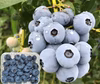 ブルーベリー冷凍果実：ノーザン系　2パック詰め（125gｘ２）