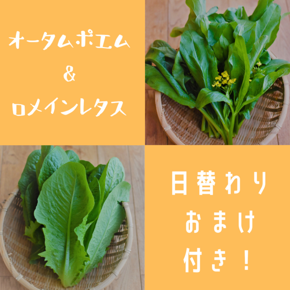 紅苔菜５００g - 葉菜