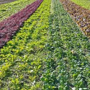 常温便★高原のベビーリーフ露地栽培・岡山県・蒜山高原産★化学農薬・化学肥料不使用