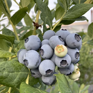 樹上完熟ブルーベリー 125gパック×８(約1Ｋg)