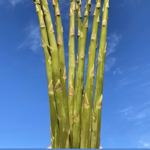 女優さんが生で食べたアスパラ！朝採りさぬきのめざめ（秀品1kg）