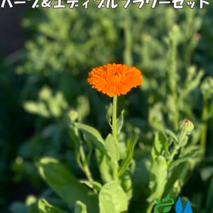 農家直送！里山育ちの無農薬ハーブ＆エディブルフラワーセット