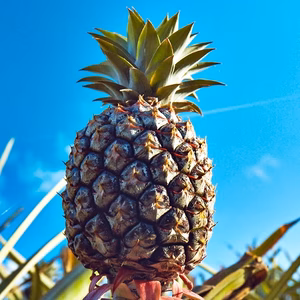 石垣島産【へんなパイン】ゴールドバレル