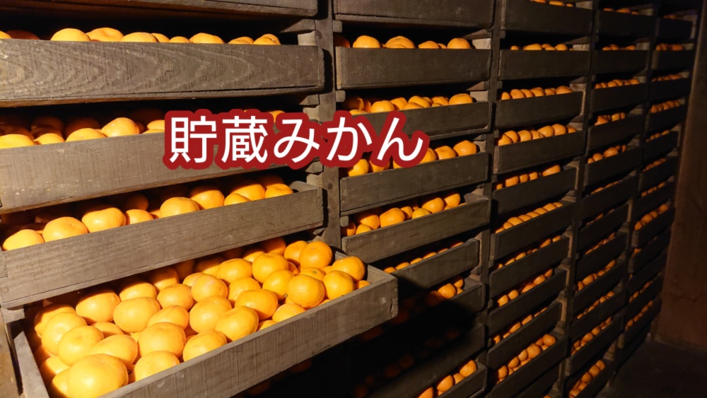 バックナンバー]寒さが甘くした？熟成柑橘に注目だよ🍊今週のおすすめ