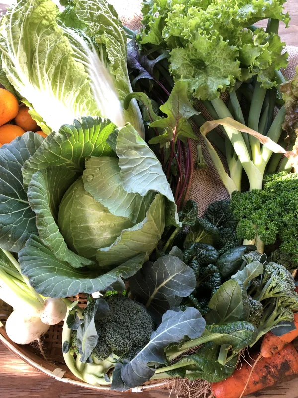 月1回　喜助農園の野菜　Sサイズ　農薬、化学肥料不使用