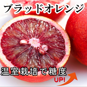 真っ赤な果汁！能古島のブラッドオレンジ モロ 2~20kg