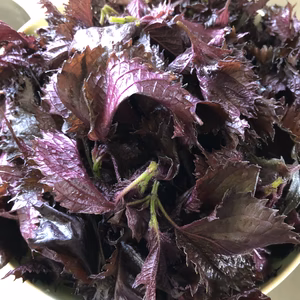 農薬不使用 赤紫蘇３５０枚以上とサービス野菜セットでお届けいたします