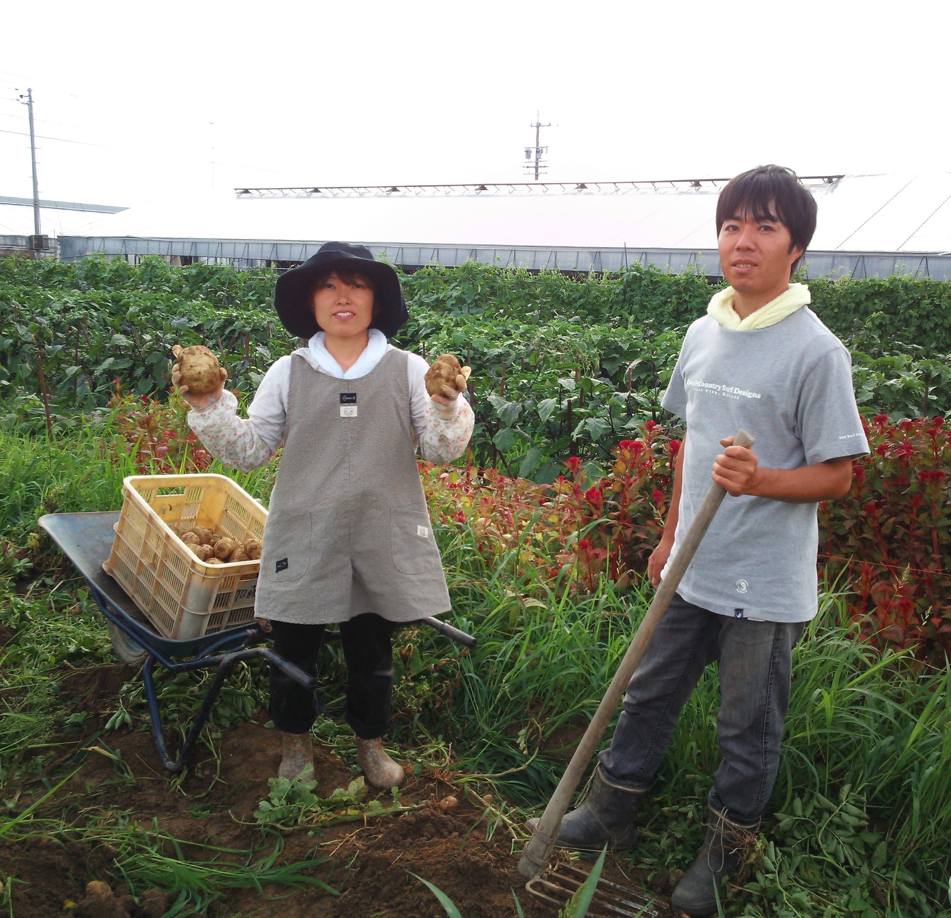 知立市特産 マコモタケ(1.3kg) （7～10本）（2124） - 愛知県知立市
