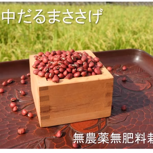 【わけあり】備中だるまささげ【再販】