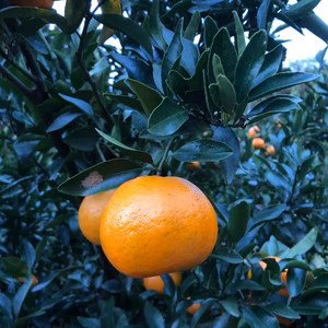 【農薬・化学肥料・除草剤不使用】柑橘王国愛媛県砥部町産　自家農園のぽんかん