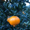 【農薬・化学肥料・除草剤不使用】柑橘王国愛媛県砥部町産　自家農園のぽんかん