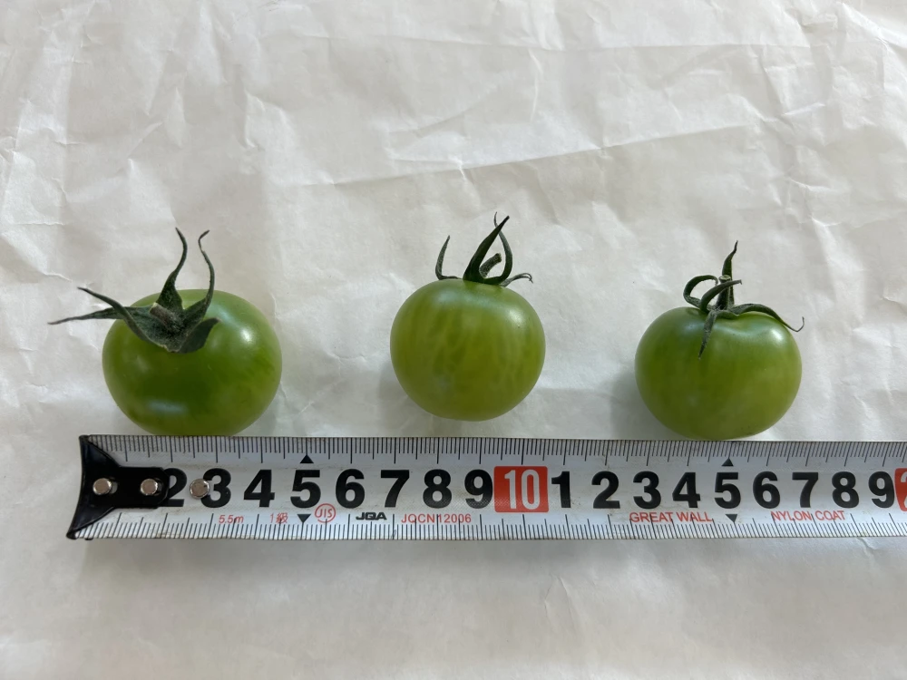 【規格外品】緑のミニトマト　サングリーン3Lサイズ(1.2kg)　
